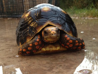Adult female Grenada Island redfoot tortoise.