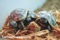 Baby Hermanns Tortoise (Eastern) - B Grade
