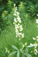 Seeds: White Sweet Clover  - 8 oz.