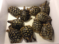 Our colony of adult dalmatian hermanns tortoises (in a tub for a group photo). This is 10 of our 13 adults. 