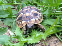 Baby dalmatian hermanns tortoise.