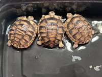 Baby Marginated Tortoise - B Grade