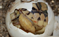 Leopard tortoise hatching.