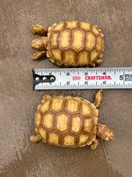 Big Baby "Ivory" Sulcata Tortoise