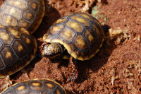 Baby Redfoot Tortoise