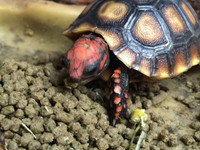 Tortoise Diet (Small Pellet) - 1 Pound