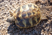 Baby Hermanns Tortoise (Eastern)