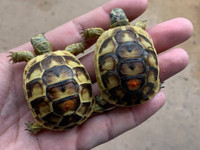 Baby (Southern Ibera) Greek Tortoise