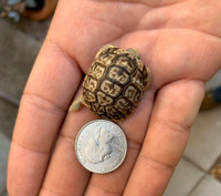 Baby Egyptian Tortoise
