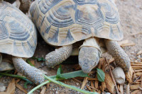 Hermanns Tortoises