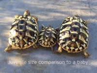  Big Baby Eastern Hermanns (B Grade - Split Scutes)