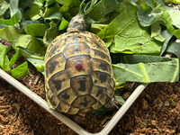 *Exact Tortoise* Big Baby (Caspian) Greek Tortoise #3