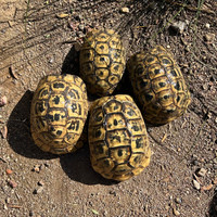 Adult Jordanian greek tortoises (breeders for these babies - 2023 photo). 
