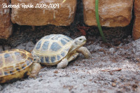 Russian Tortoise 4" 