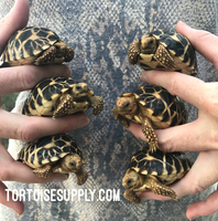 Baby Burmese Star Tortoise (spring of 2025 babies)