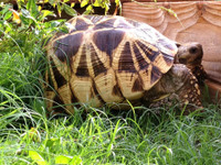 Adult female Burmese star tortoise