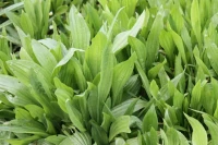 Seeds: Plantain - 8 oz.