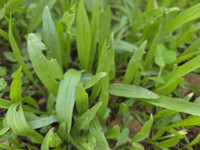 Seeds: Plantain - 8 oz.
