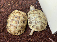 Baby High-Yellow (Golden) Greek Tortoise