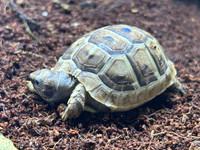 *Exact Tortoise* Big Baby (Northern Ibera) Greek Tortoise #2
