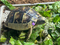 *Exact Tortoise* Big Baby (Northern Ibera) Greek Tortoise #2