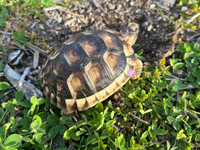 *Exact Tortoise* Big Baby Marginated Tortoise #3