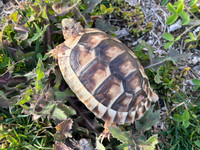 *Exact Tortoise* Big Baby Marginated Tortoise #5