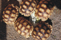 Juvenile Sulcata Tortoise