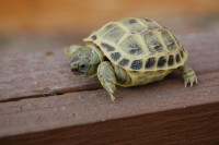 Baby Russian Tortoise