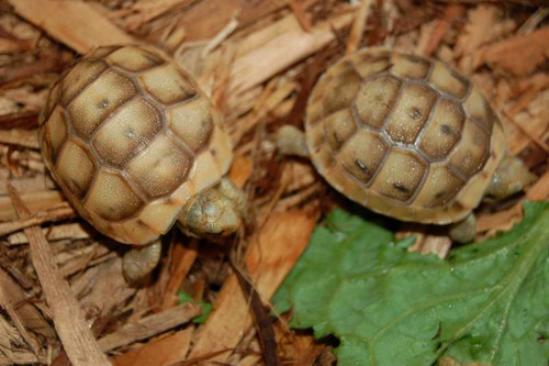 Baby golden greek tortoises.