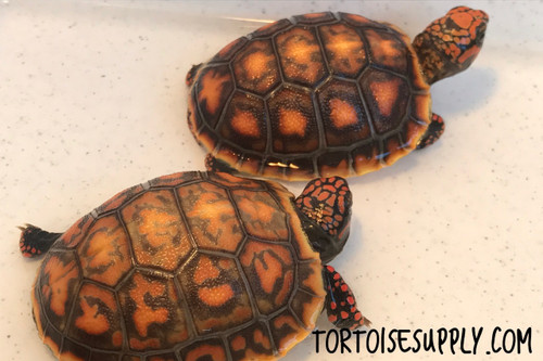 High Color Baby Redfoot Tortoise
