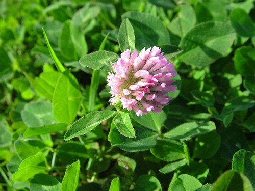 Seeds: Strawberry Clover - 7 oz. 