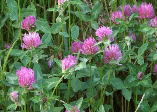 Seeds: Red  Clover - 7 oz. 