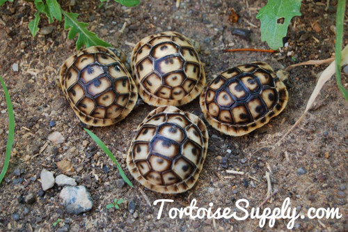 Baby (Libyan) Greek Tortoise