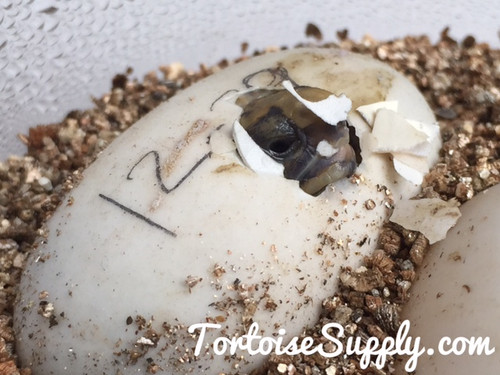 Baby Pancake Tortoise