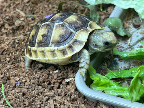 Baby (Jordanian) Greek Tortoise