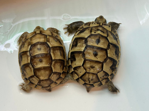 Baby Greek Tortoise (random)