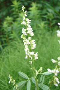 Seeds: White Sweet Clover  - 8 oz.