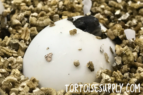 Baby Hermanns Tortoise (Eastern)