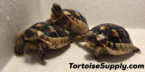 Big Baby Marginated Tortoise 