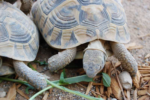 Hermanns Tortoises