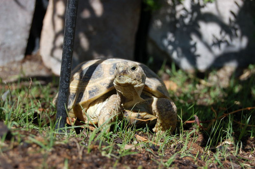 Russian Tortoise 4" 