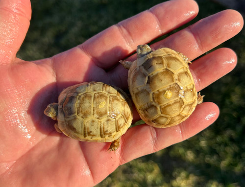 Baby High-Yellow (Golden) Greek Tortoise