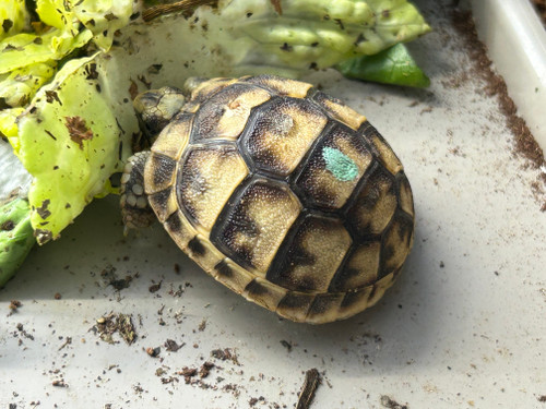 *Exact Tortoise* Baby (Libyan) Greek Tortoise #2