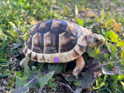 *Exact Tortoise* Big Baby Marginated Tortoise #5