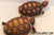 High Color Baby Redfoot Tortoise