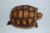 High Color Baby Redfoot Tortoise