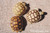 Baby Sulcata Tortoise Trio (Free Shipping!)