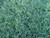 Seeds: Orchardgrass - 10 oz.
