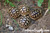 Baby (Libyan) Greek Tortoise